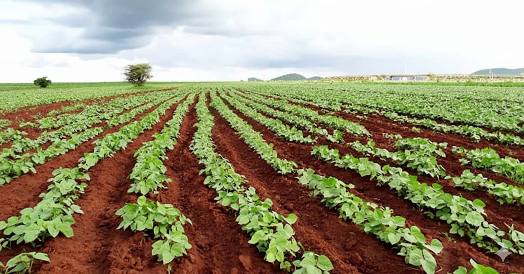 Sustainable Food Supplies